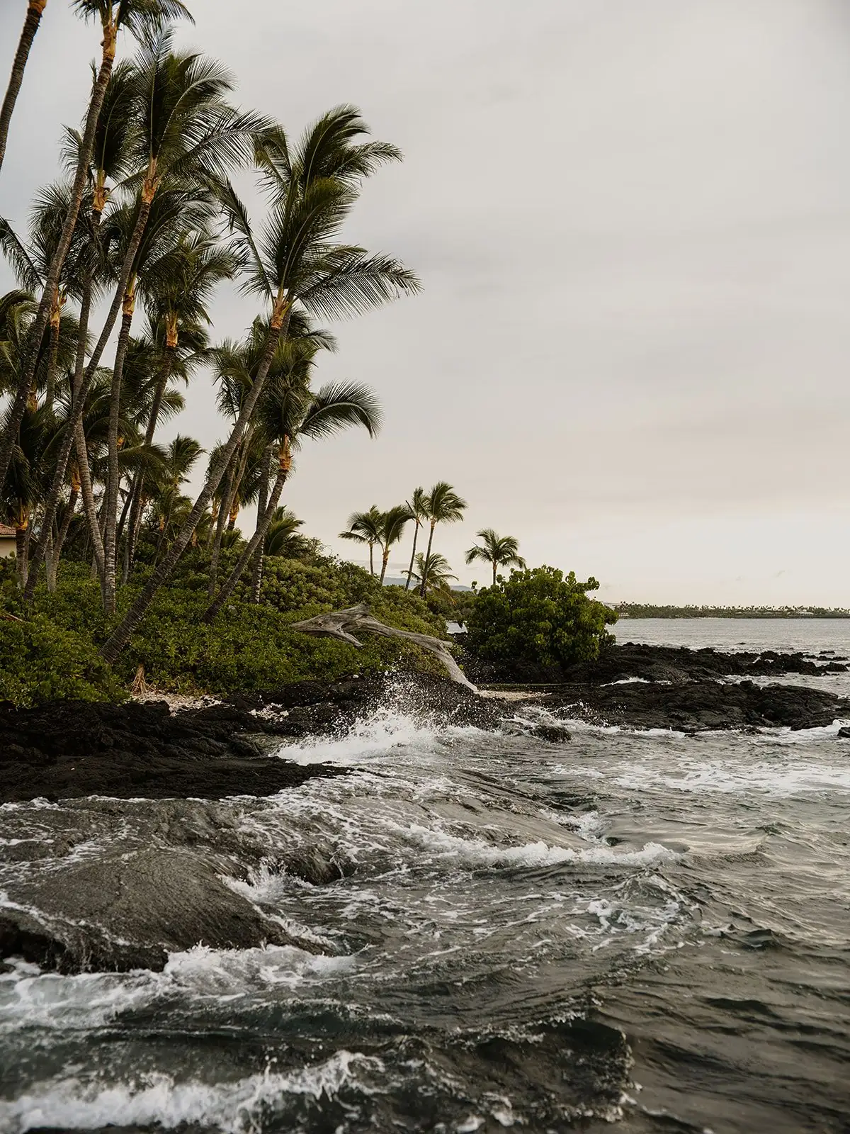 Palm trees and black lava shoreline along the Big Island coast